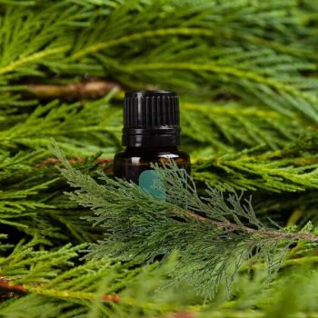 Küpressi eeterlik õli (Cupressus sempervirens) 15 ml