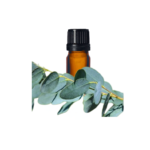 Lemon eucalyptus- sidrun eukalüpt